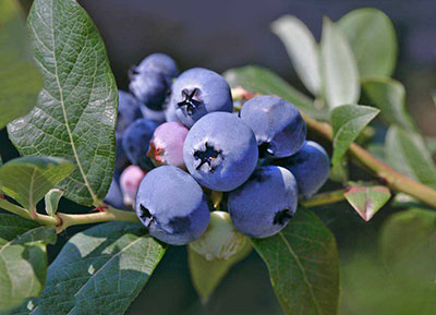 阳光，健康，蓝莓叶，草本提取物，蓝莓叶